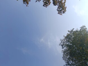 仰望蓝天与树梢