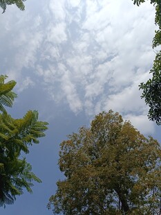 蓝天绿树间的天空美景