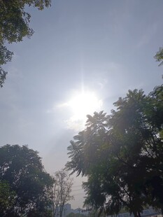 阳光透过树木洒下的美景