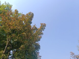 秋日树梢与蓝天美景