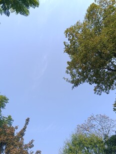 仰望蓝天绿树