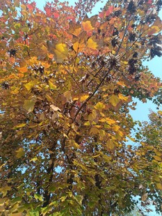 秋日斑斓树叶美景