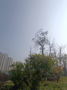 户外阳光下的树木与建筑