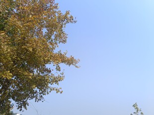 蓝天映衬下的金黄树叶