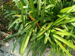 翠绿繁茂的清新绿植