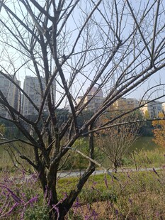 冬日枯树与城市远景