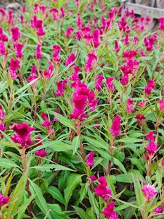 鲜艳鸡冠花绽放美景