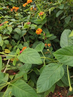 绿叶间绽放的橙色小花