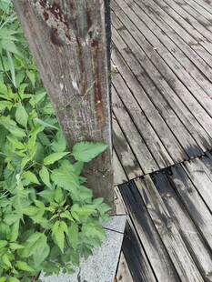 木质栈道旁的翠绿植物