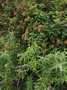 绿叶间的多彩果实