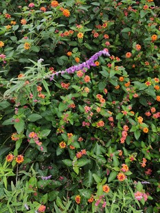 紫色飞鸟穿梭于多彩花丛