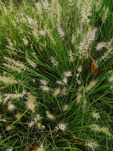 翠绿草丛中的白色狗尾草
