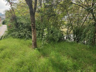 绿意盎然的林间草地