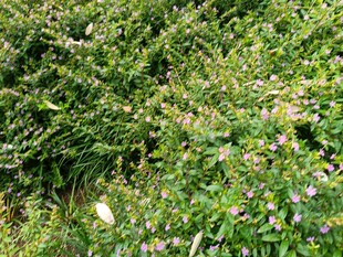 繁茂绿植中的多彩花卉