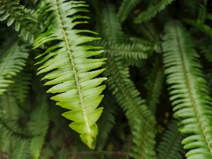 翠绿蕨类叶片特写