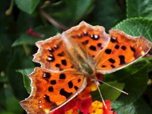 橙斑蝴蝶停驻艳丽花朵