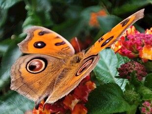 蝴蝶停驻多彩花朵