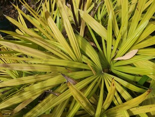 翠绿蒲葵叶特写