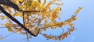 秋日银杏树枝映蓝天