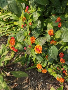 橙红花朵绽放绿叶间