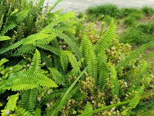 翠绿繁茂的野生蕨类植物