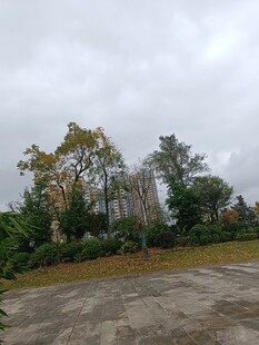 阴天中的户外树木与空地