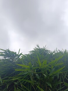 阴天中的葱郁绿植