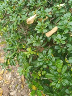 绿叶丛中的黄色小花