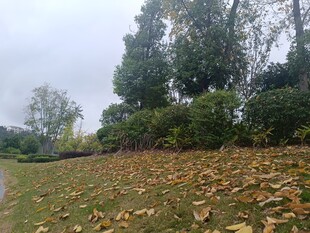 秋日草地落叶与树木景观