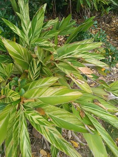 翠绿斑斓的观叶植物