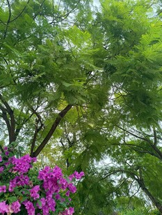 绿叶间绽放的艳丽紫花