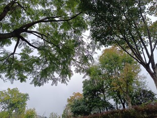 秋日林间树梢景致