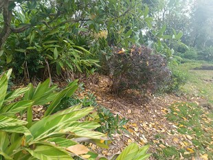 雾中繁茂绿植景观