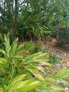 绿意盎然的植物景观