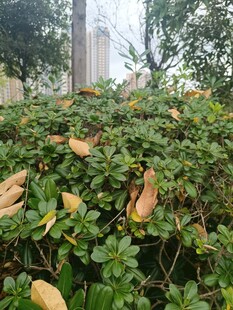 绿叶间的枯黄落叶