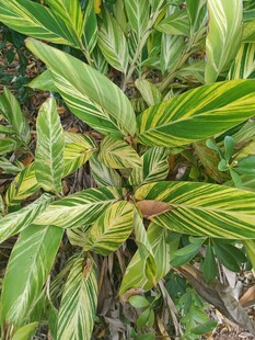 斑斓叶片的独特绿植