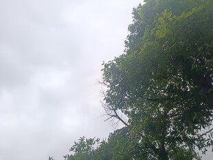 云雾中挺立的葱郁树木