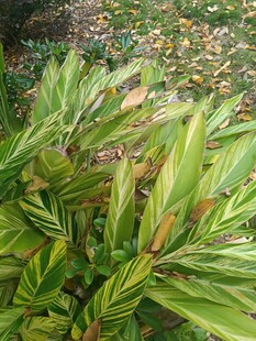 斑斓叶片的翠绿植物