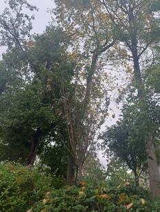 林间树木与繁茂绿植景观