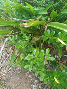 绿叶繁茂的地面植物景观