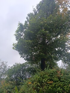 雾中挺拔树木与繁茂植被