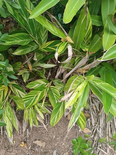 绿叶丛中的紫色植物