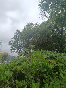 山林云雾间的葱郁植被