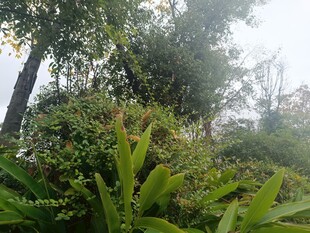 茂密丛林绿植景观