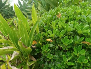 翠绿繁茂的多样植物景观