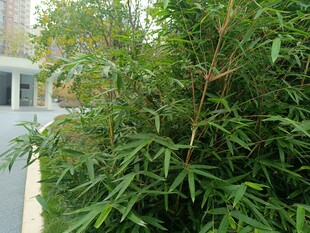 庭院中葱郁的竹子景观