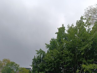 阴天时的葱郁树木