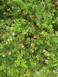 绿叶丛中的零星紫色小花