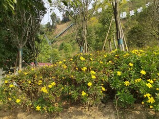 山间盛放的黄色野花