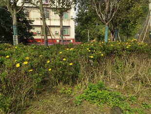 户外黄花绿植与建筑景观